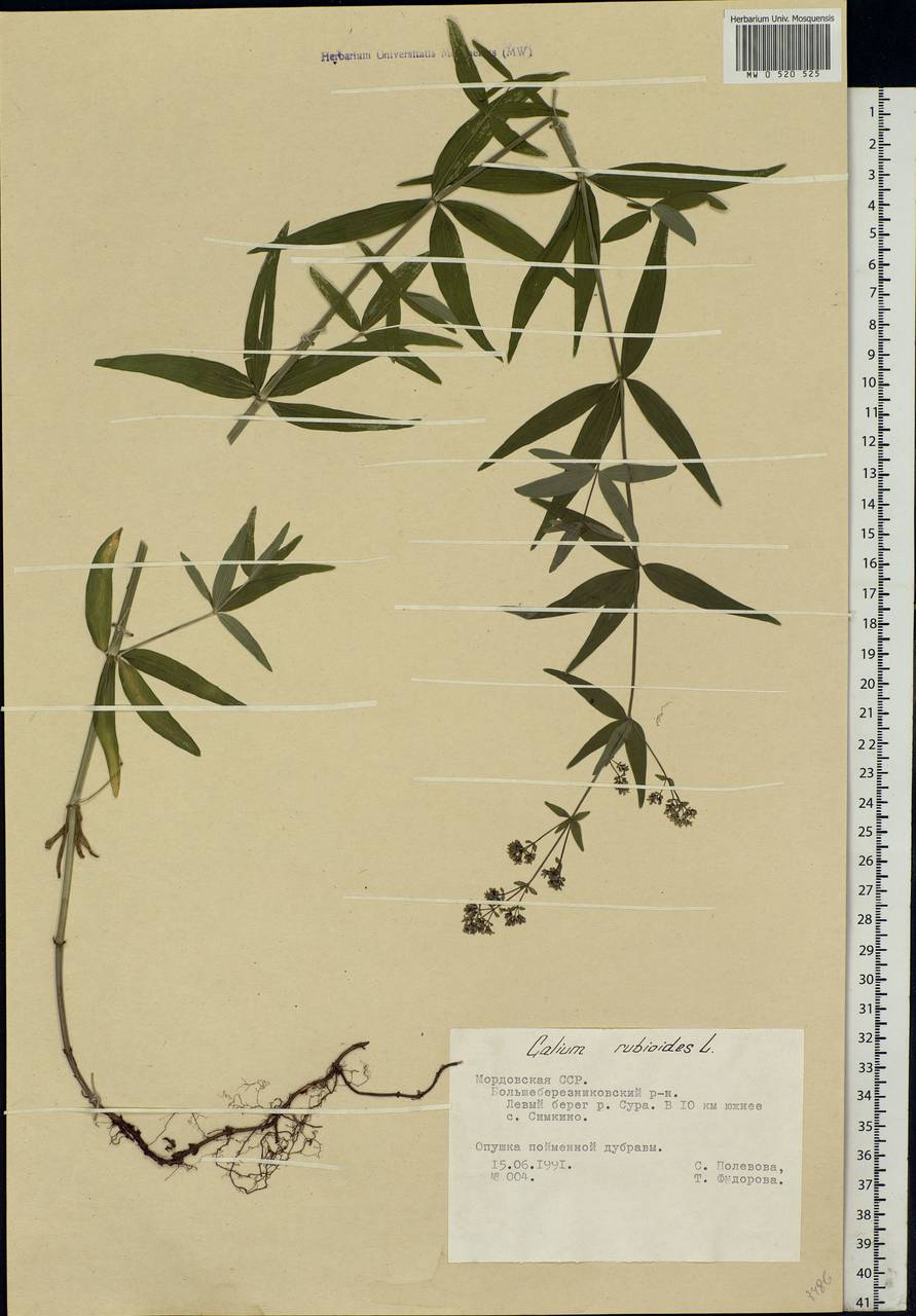 Galium rubioides L., Eastern Europe, Middle Volga region (E8) (Russia)