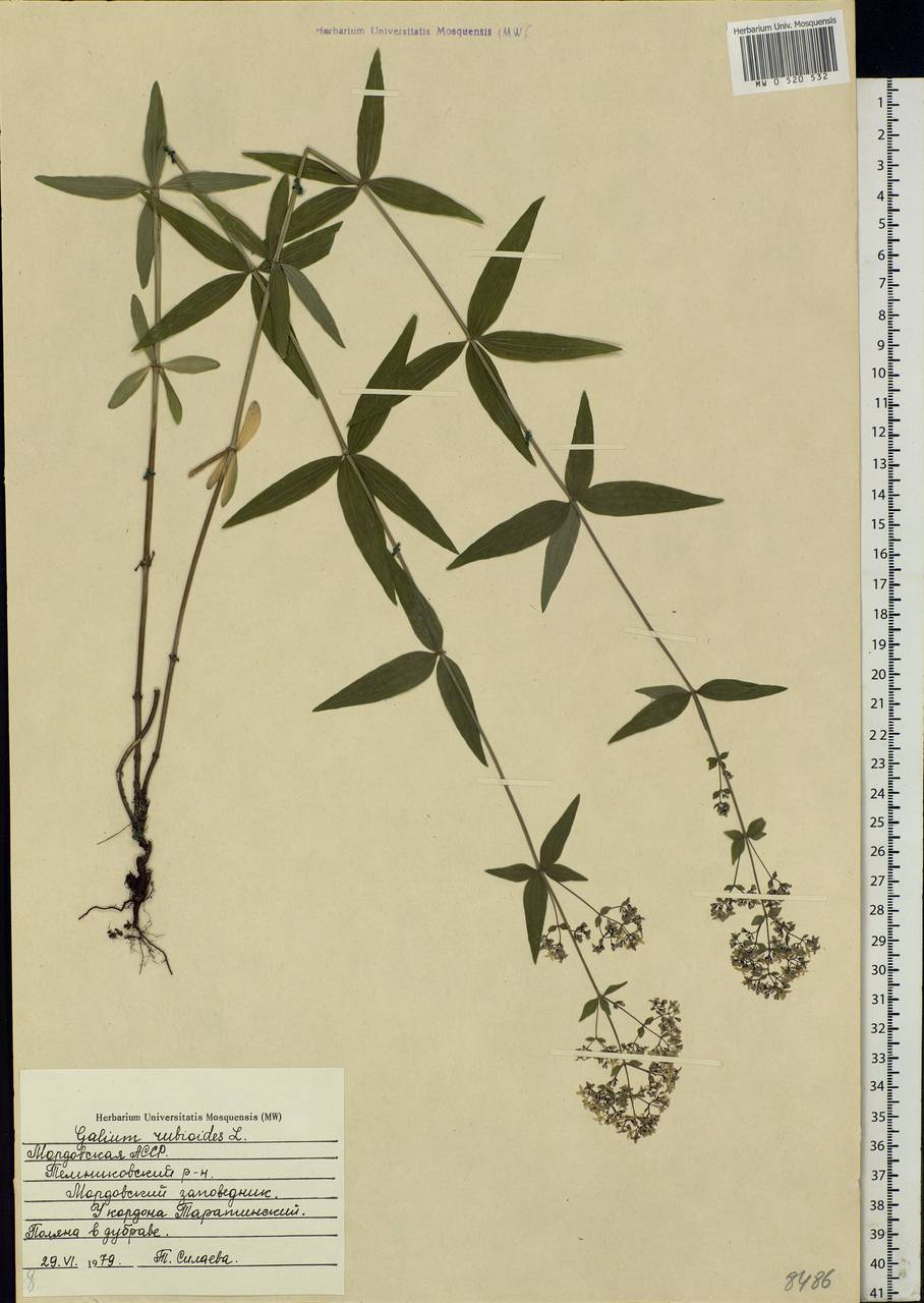 Galium rubioides L., Eastern Europe, Middle Volga region (E8) (Russia)