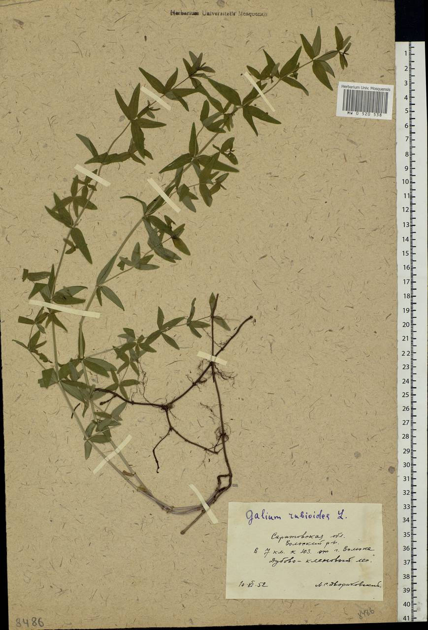 Galium rubioides L., Eastern Europe, Lower Volga region (E9) (Russia)