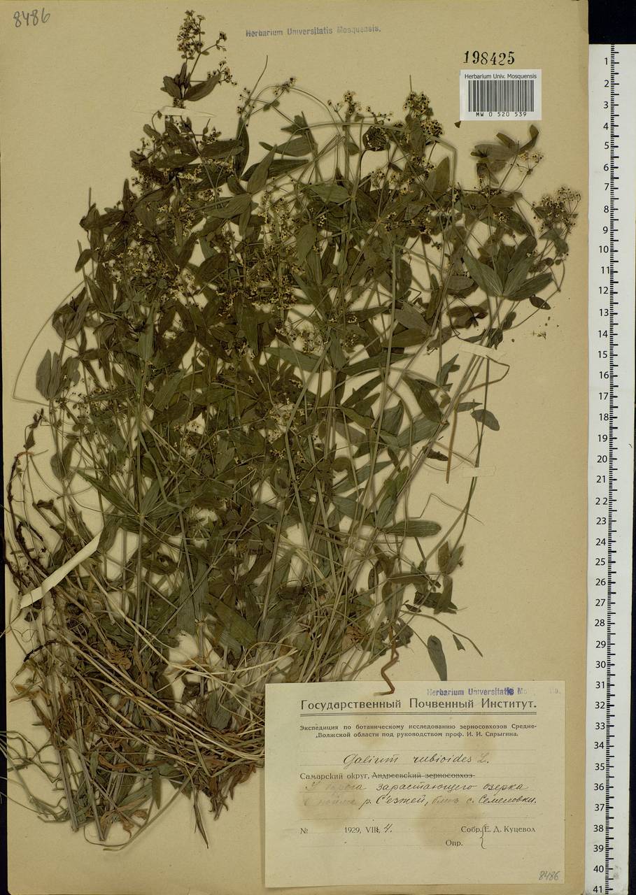 Galium rubioides L., Eastern Europe, Middle Volga region (E8) (Russia)