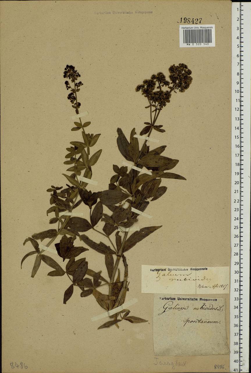 Galium rubioides L., Eastern Europe, Lower Volga region (E9) (Russia)