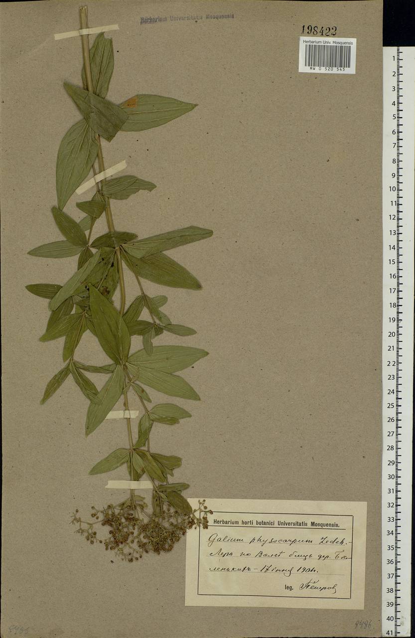 Galium rubioides L., Eastern Europe, Lower Volga region (E9) (Russia)