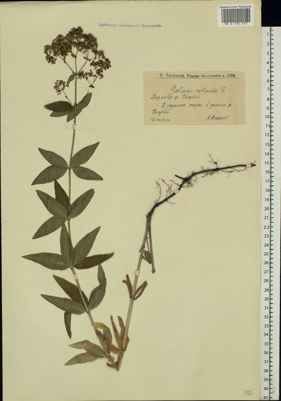 Galium rubioides L., Eastern Europe, Lower Volga region (E9) (Russia)