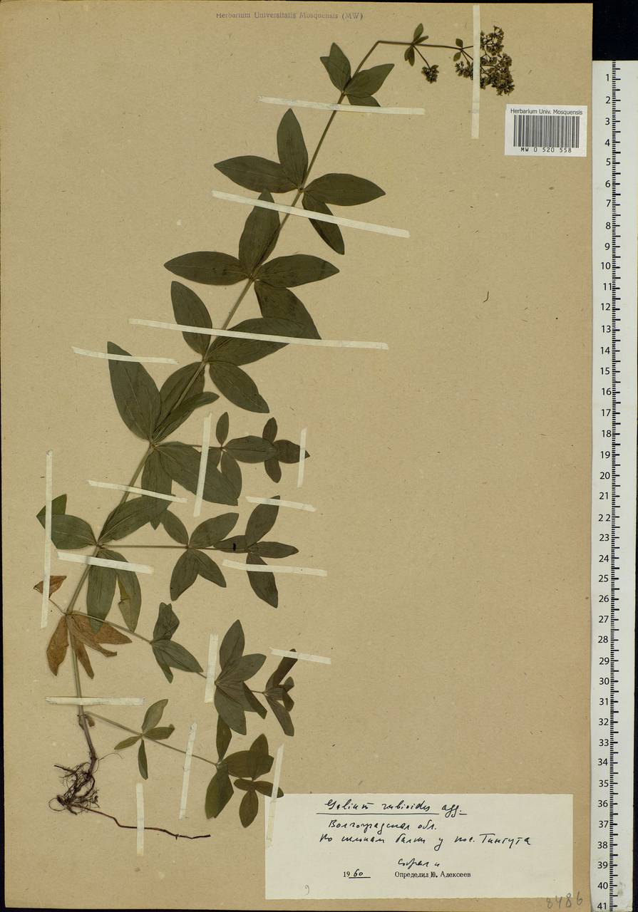 Galium rubioides L., Eastern Europe, Lower Volga region (E9) (Russia)