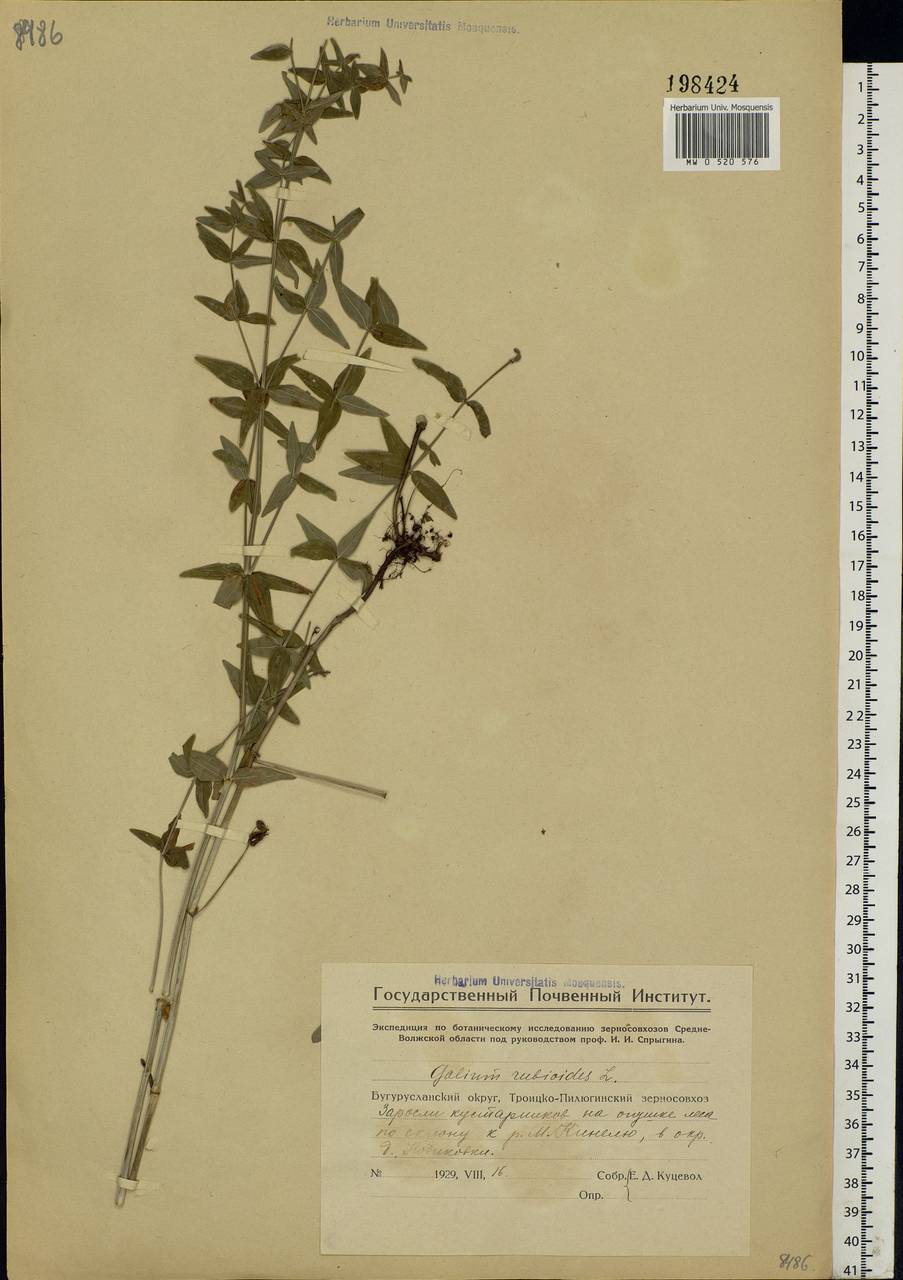 Galium rubioides L., Eastern Europe, Eastern region (E10) (Russia)