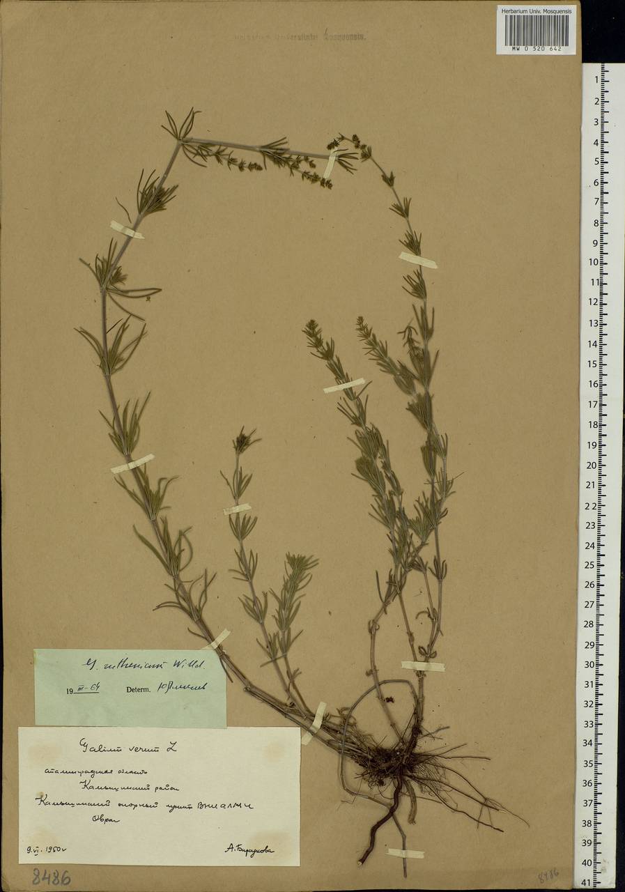 Galium verum subsp. verum, Eastern Europe, Lower Volga region (E9) (Russia)