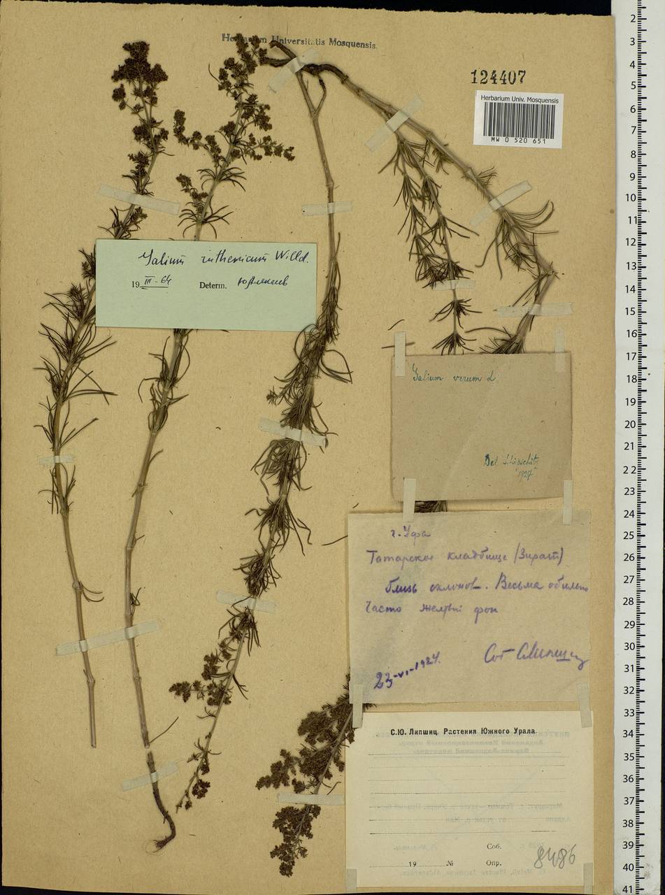 Galium ruthenicum Willd., Eastern Europe, Eastern region (E10) (Russia)