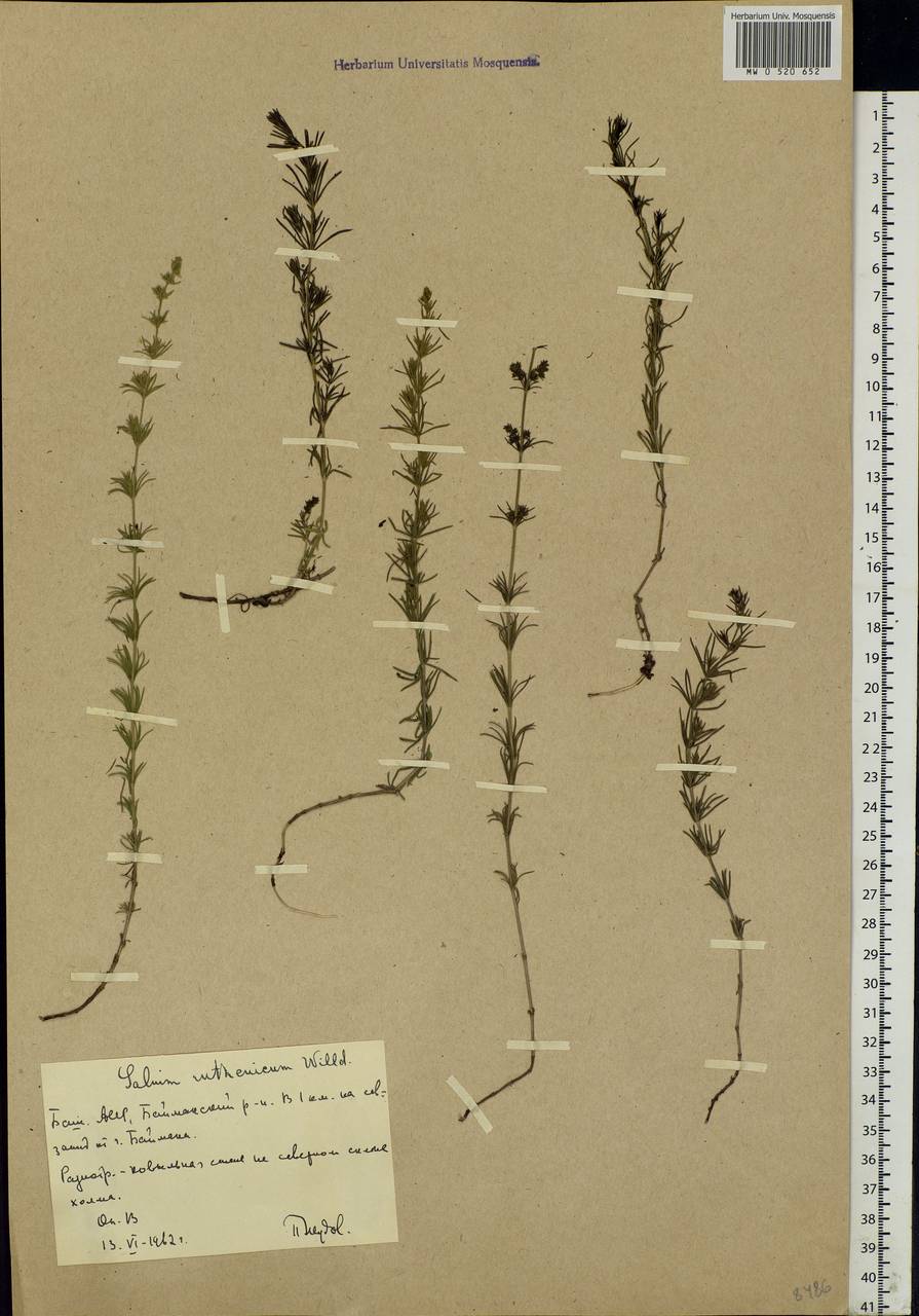 Galium verum subsp. verum, Eastern Europe, Eastern region (E10) (Russia)