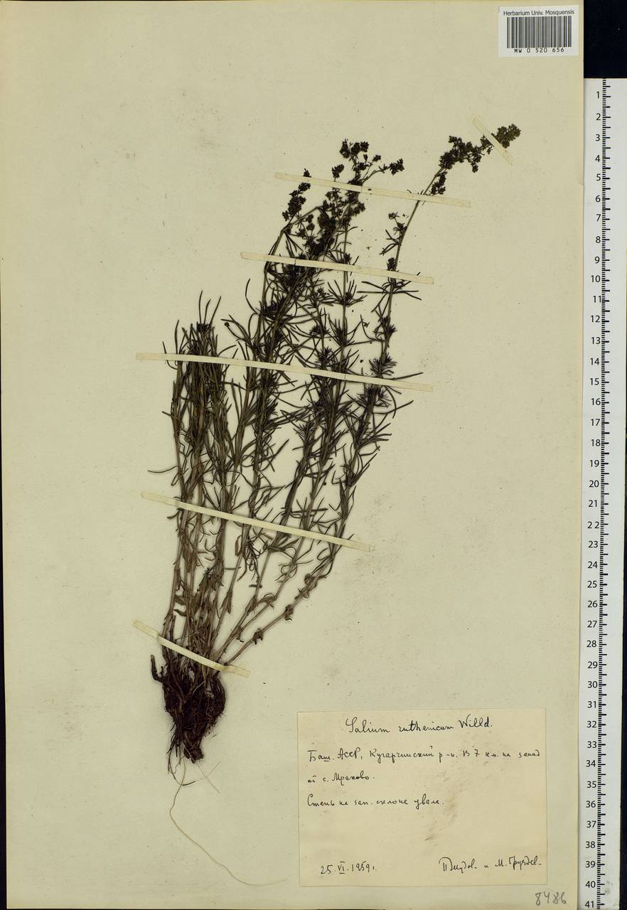 Galium verum subsp. verum, Eastern Europe, Eastern region (E10) (Russia)