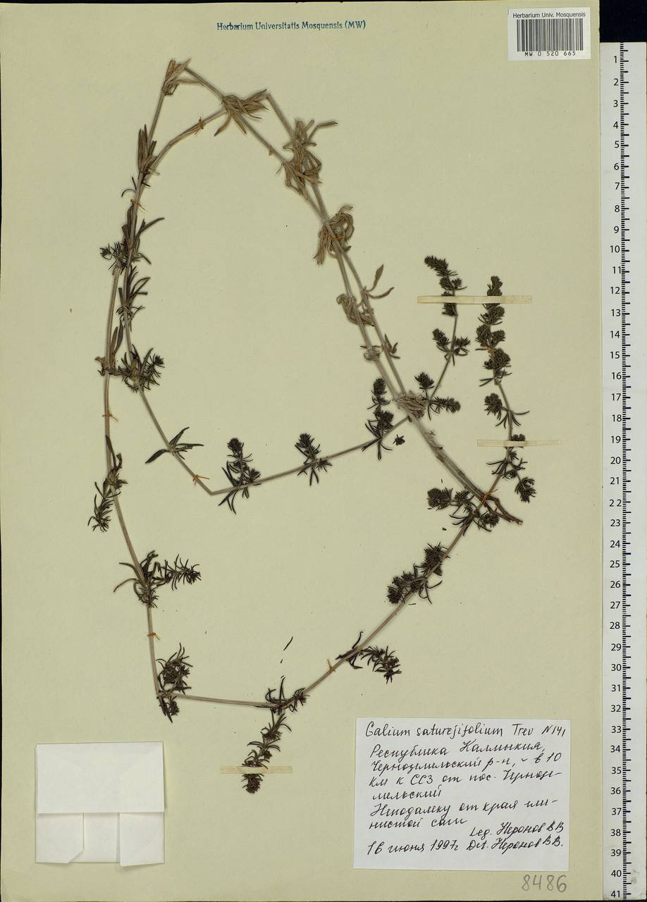 Galium saturejifolium Trevir., Eastern Europe, Lower Volga region (E9) (Russia)