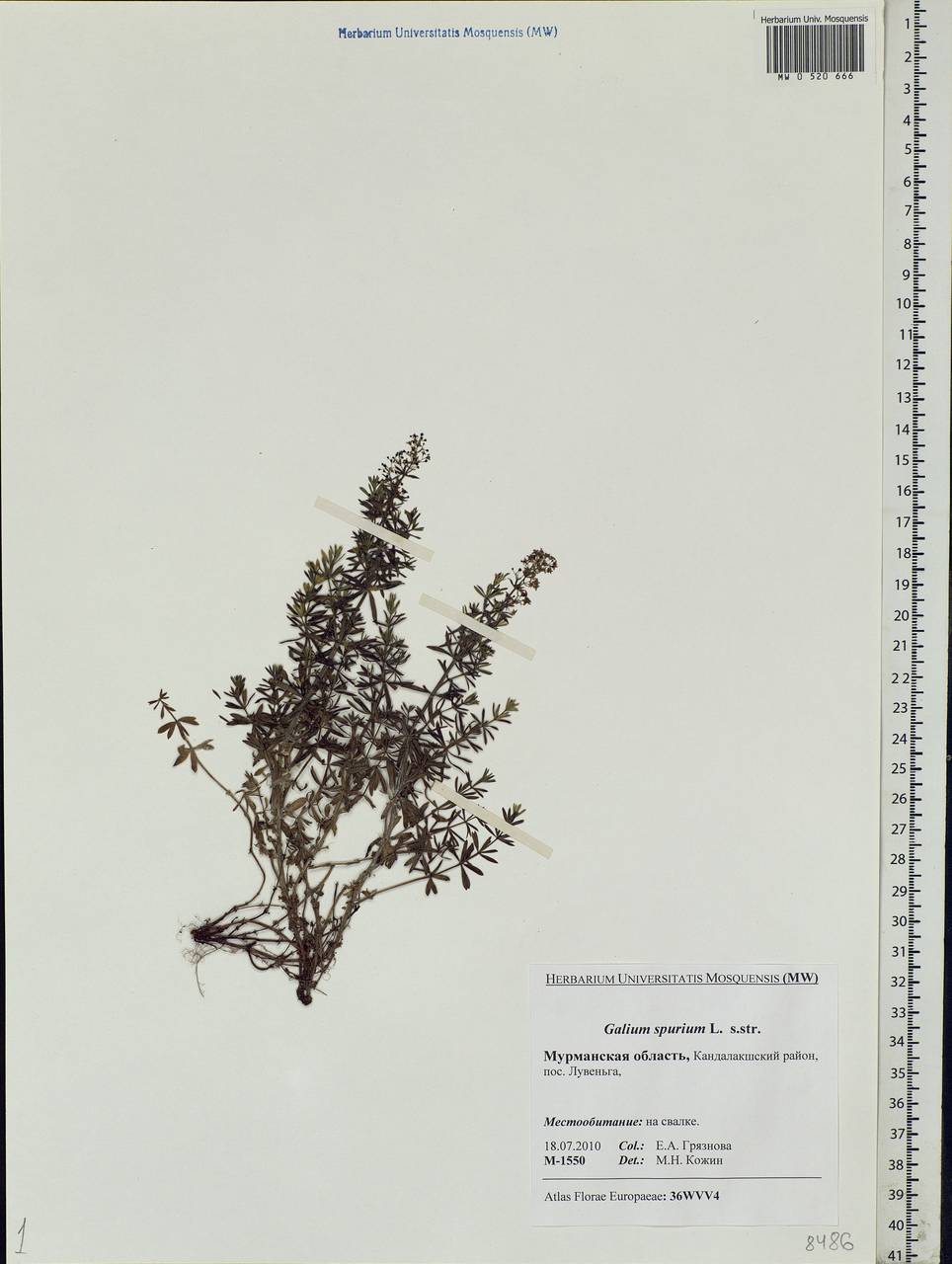 Galium spurium L., Eastern Europe, Northern region (E1) (Russia)