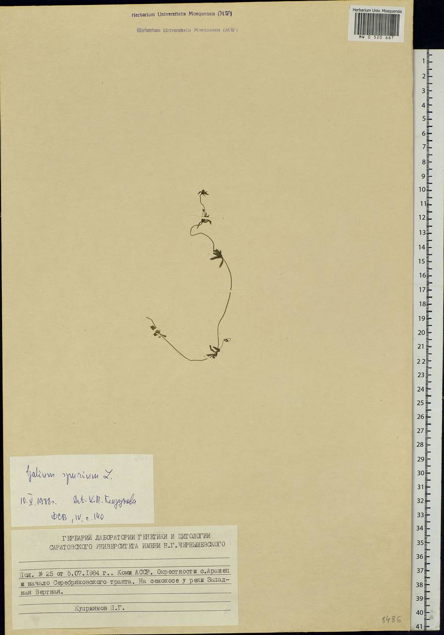 Galium spurium L., Eastern Europe, Northern region (E1) (Russia)