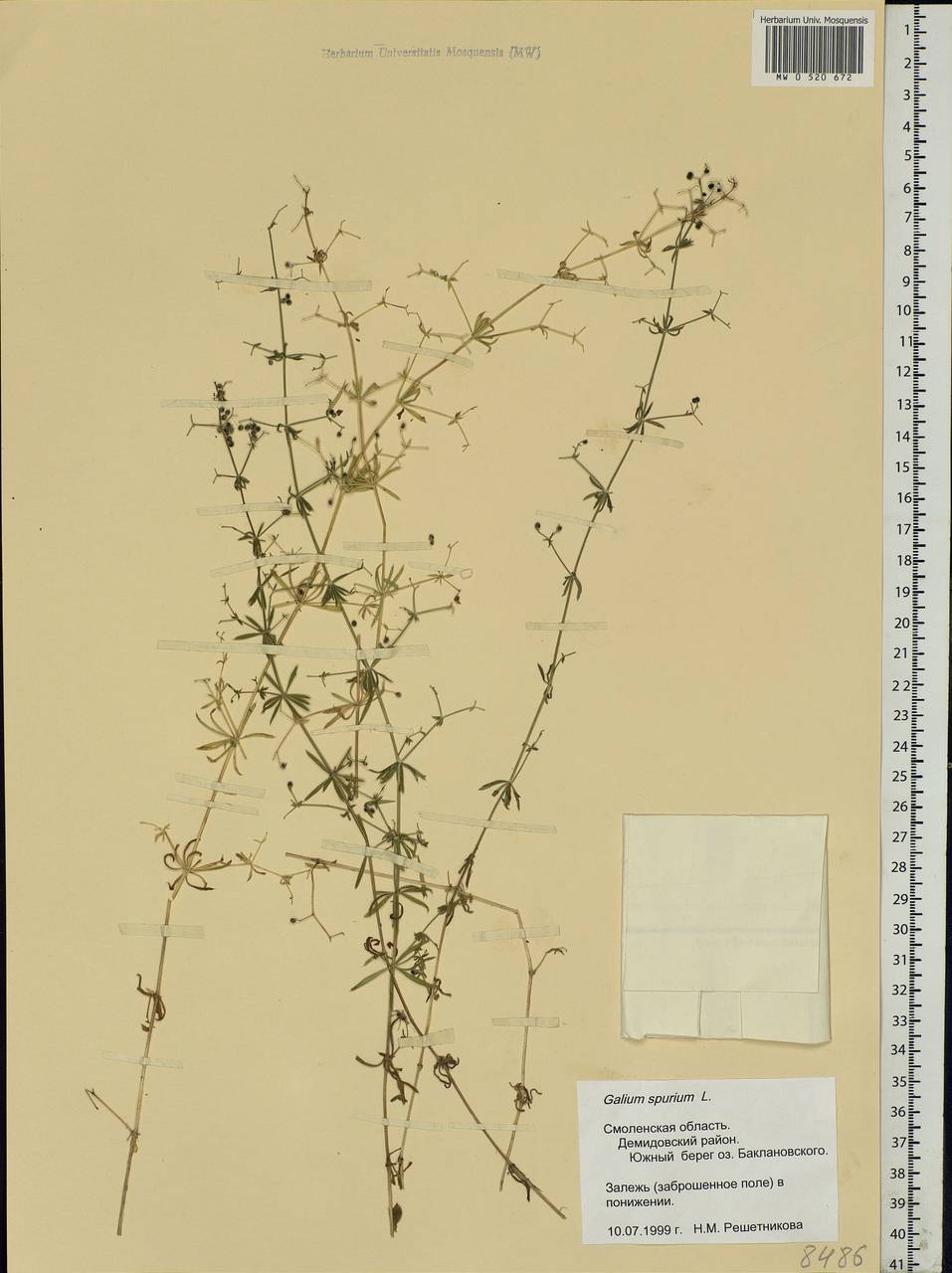 Galium spurium L., Eastern Europe, Western region (E3) (Russia)