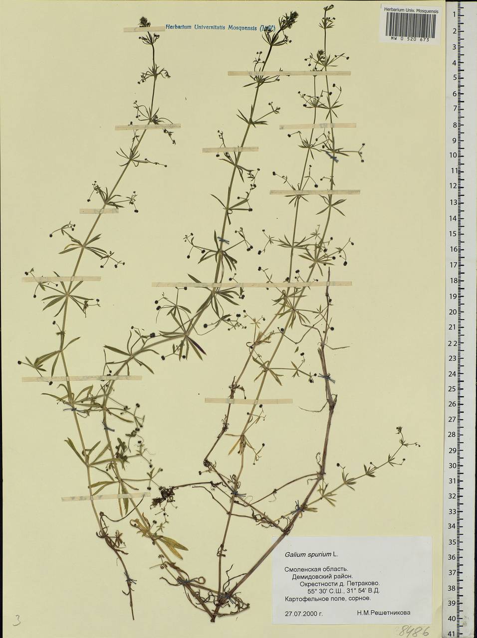 Galium spurium L., Eastern Europe, Western region (E3) (Russia)