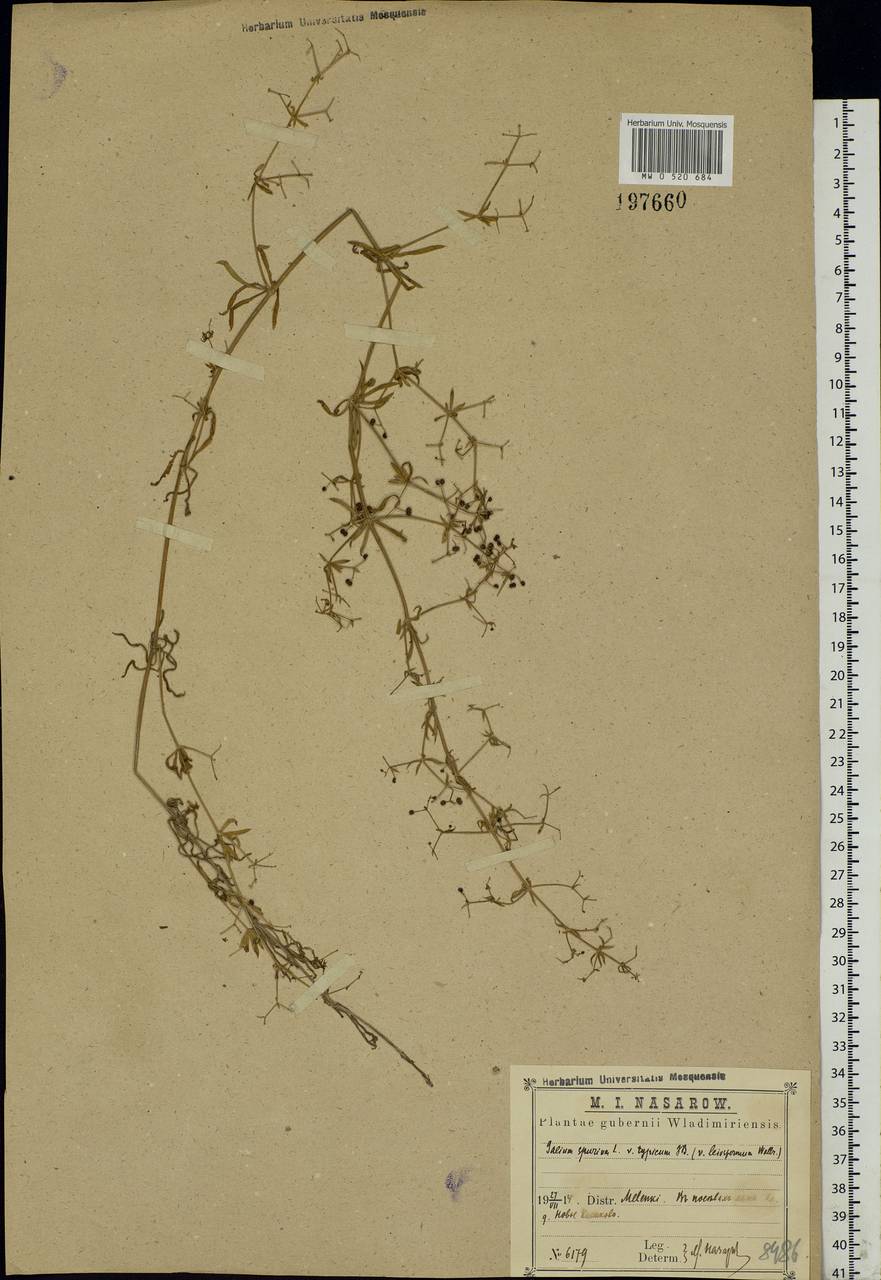 Galium spurium L., Eastern Europe, Central region (E4) (Russia)