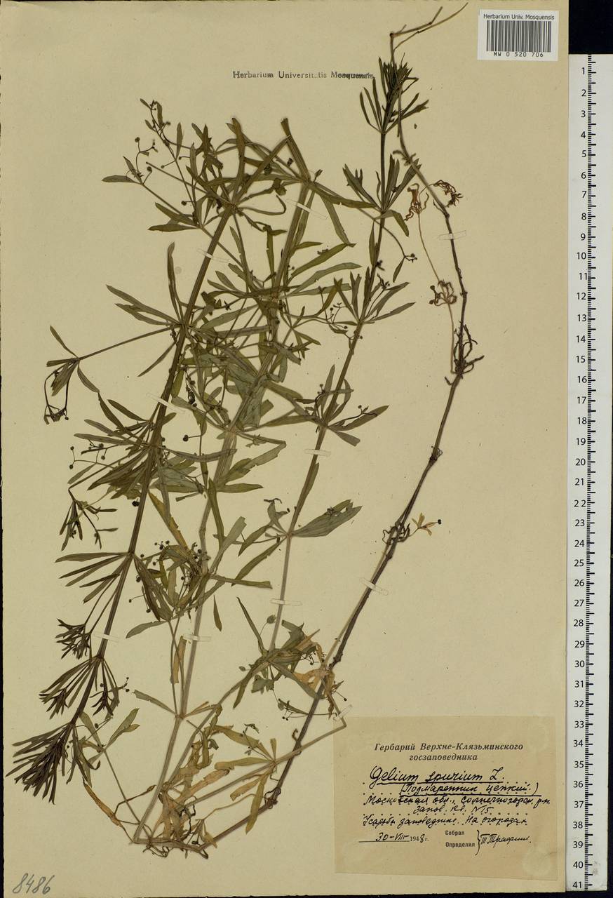 Galium spurium L., Eastern Europe, Moscow region (E4a) (Russia)