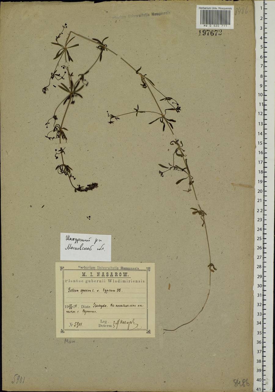 Galium spurium L., Eastern Europe, Moscow region (E4a) (Russia)