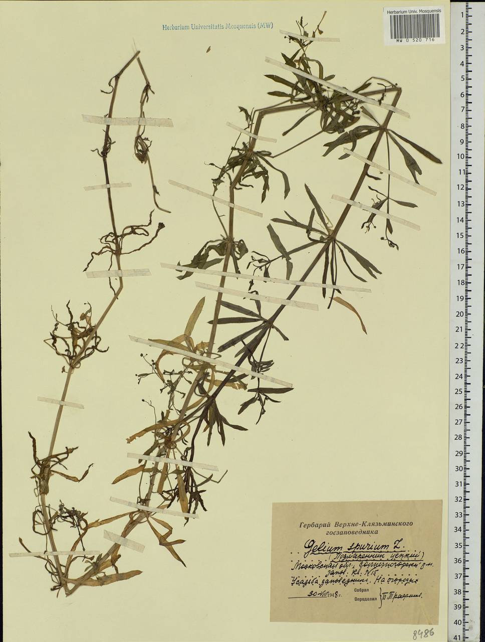 Galium spurium L., Eastern Europe, Moscow region (E4a) (Russia)