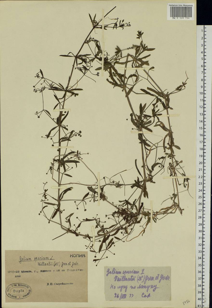 Galium spurium L., Eastern Europe, Moscow region (E4a) (Russia)