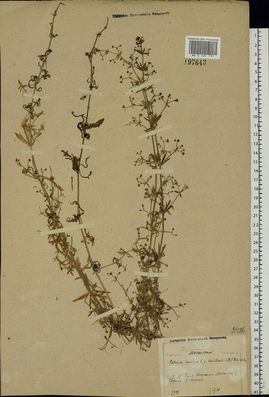 Galium spurium L., Eastern Europe, Moscow region (E4a) (Russia)