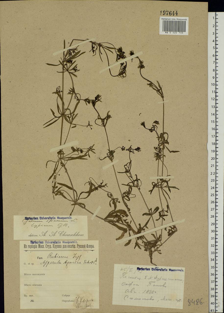 Galium spurium L., Eastern Europe, Moscow region (E4a) (Russia)