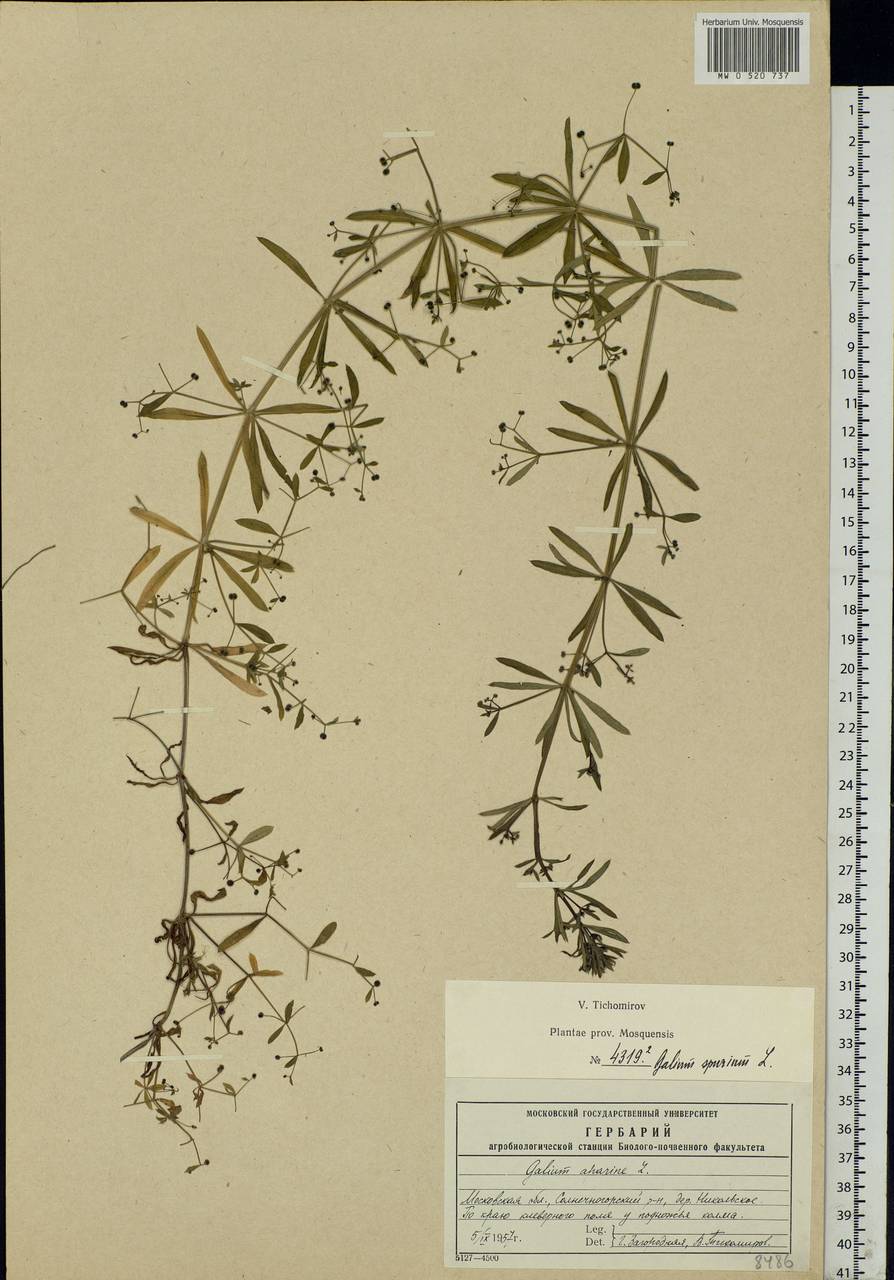 Galium spurium L., Eastern Europe, Moscow region (E4a) (Russia)