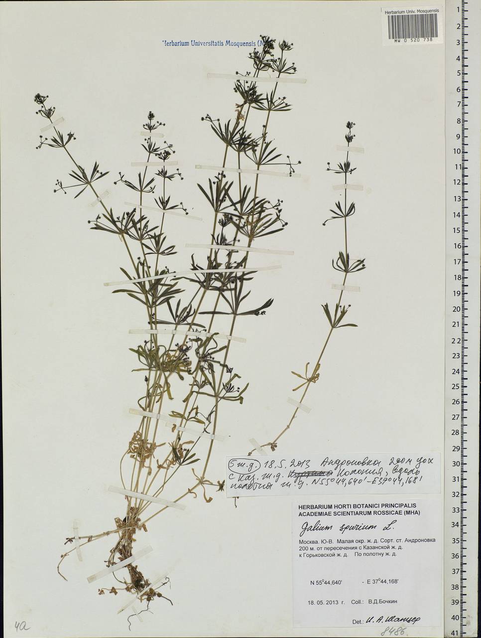Galium spurium L., Eastern Europe, Moscow region (E4a) (Russia)