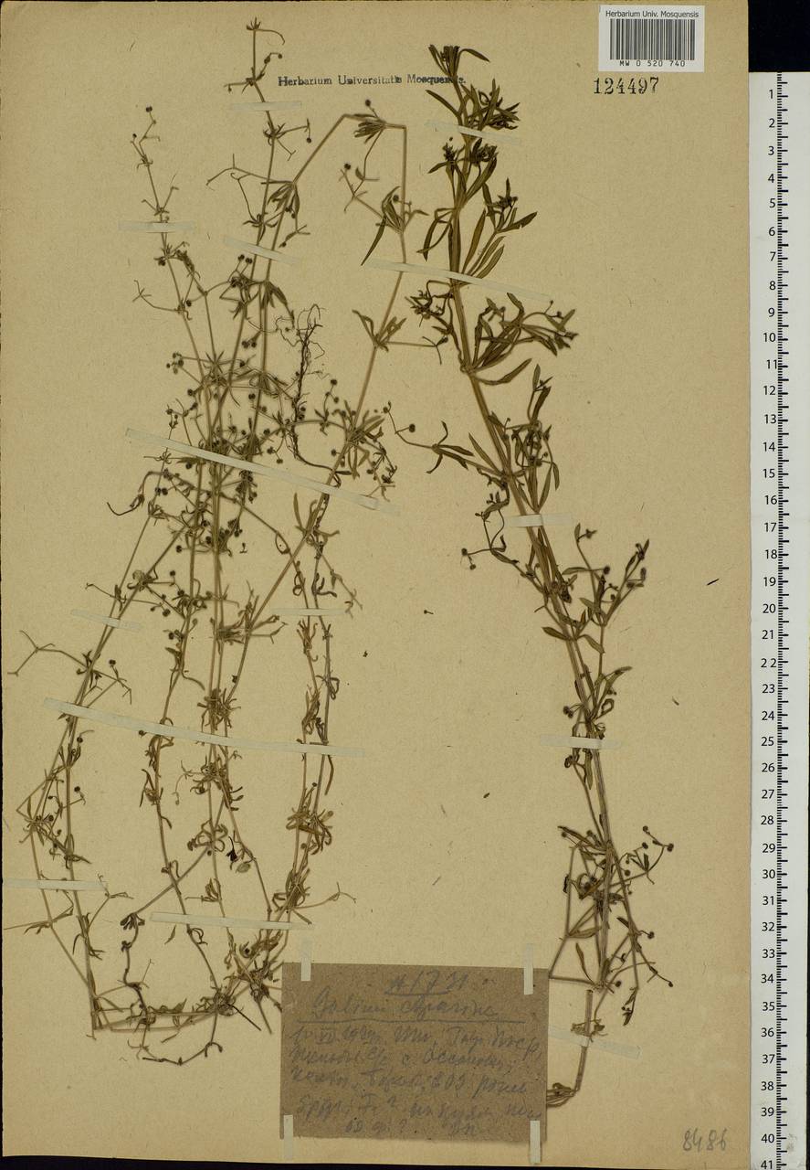 Galium spurium L., Eastern Europe, Central forest region (E5) (Russia)
