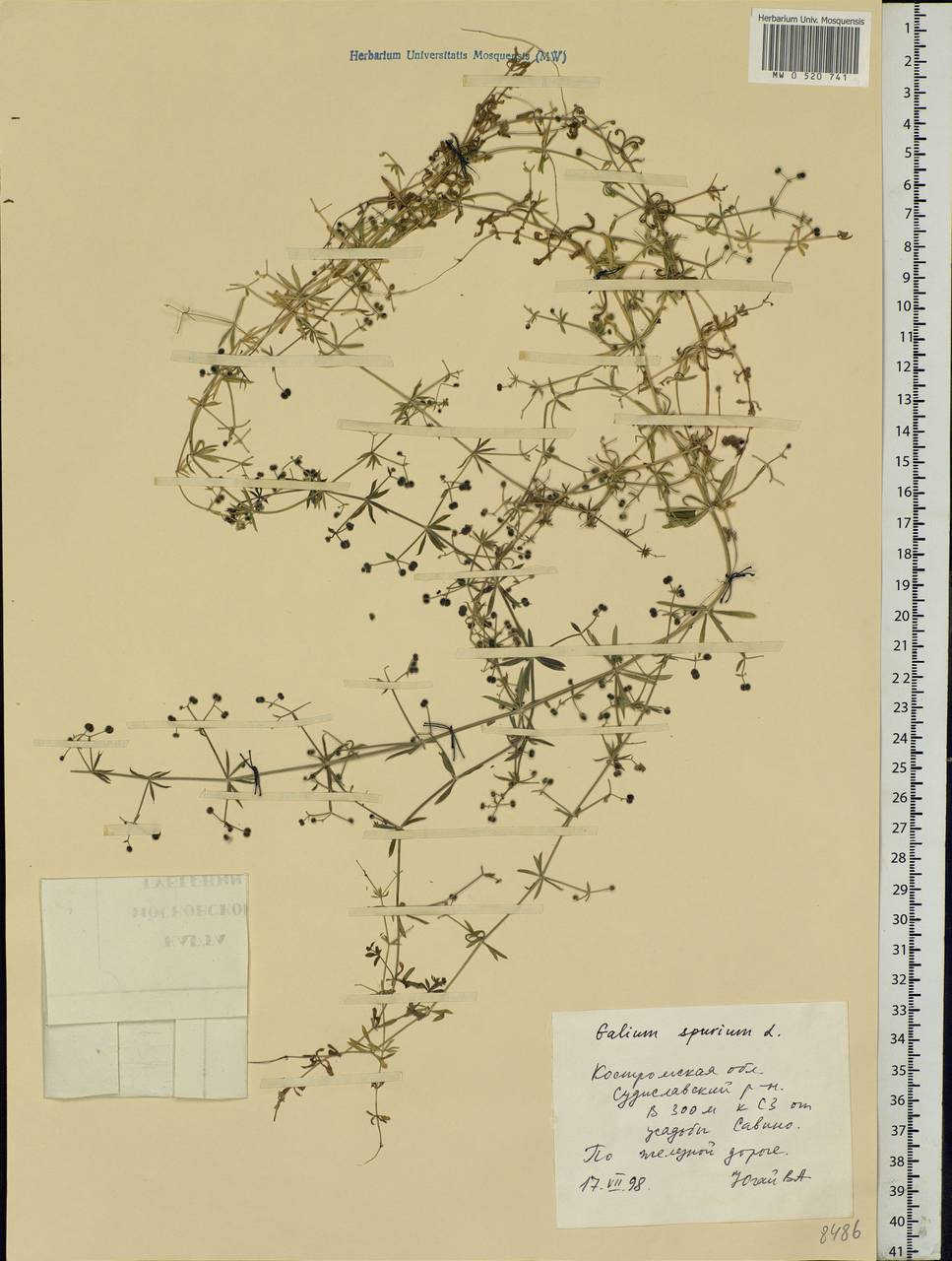 Galium spurium L., Eastern Europe, Central forest region (E5) (Russia)