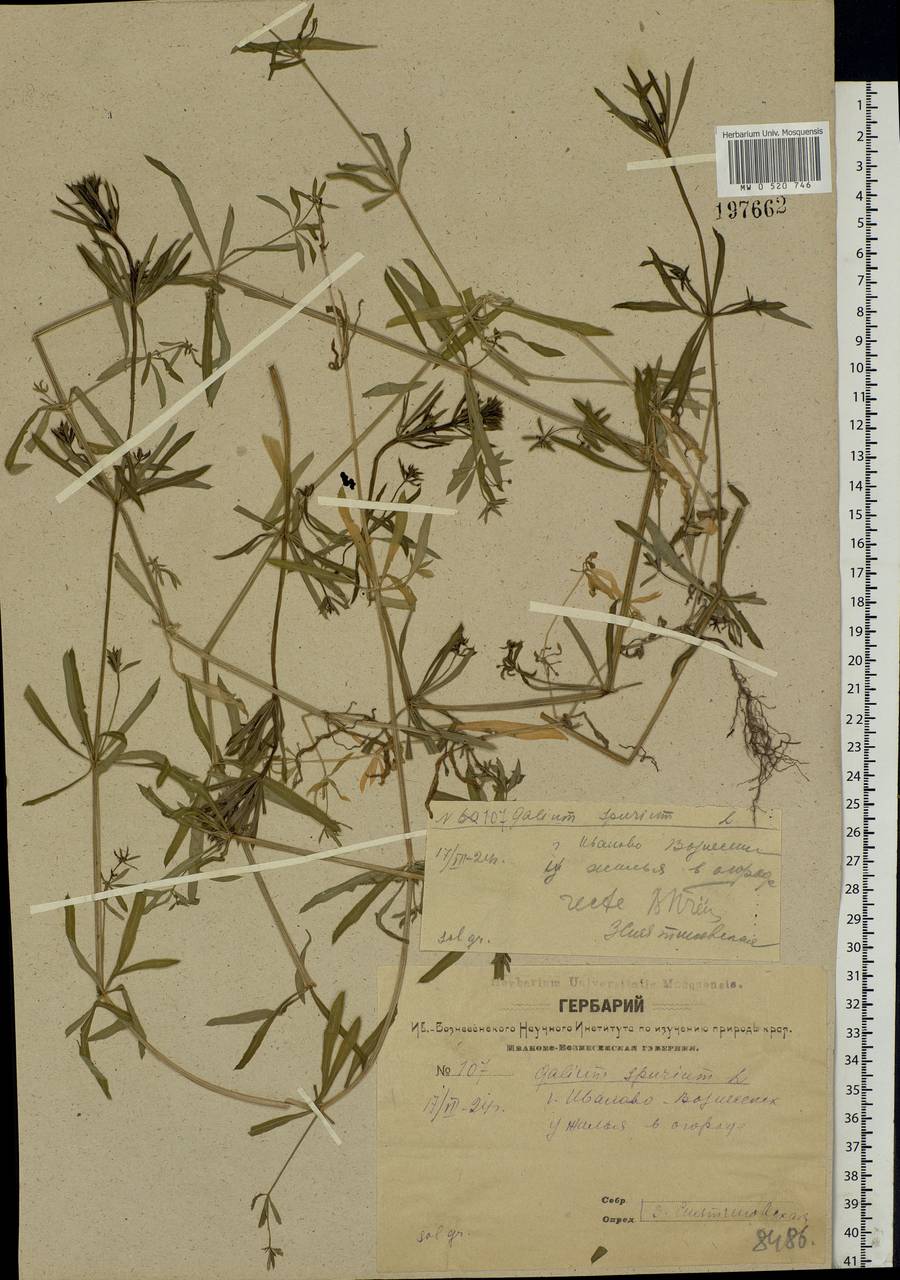 Galium spurium L., Eastern Europe, Central forest region (E5) (Russia)