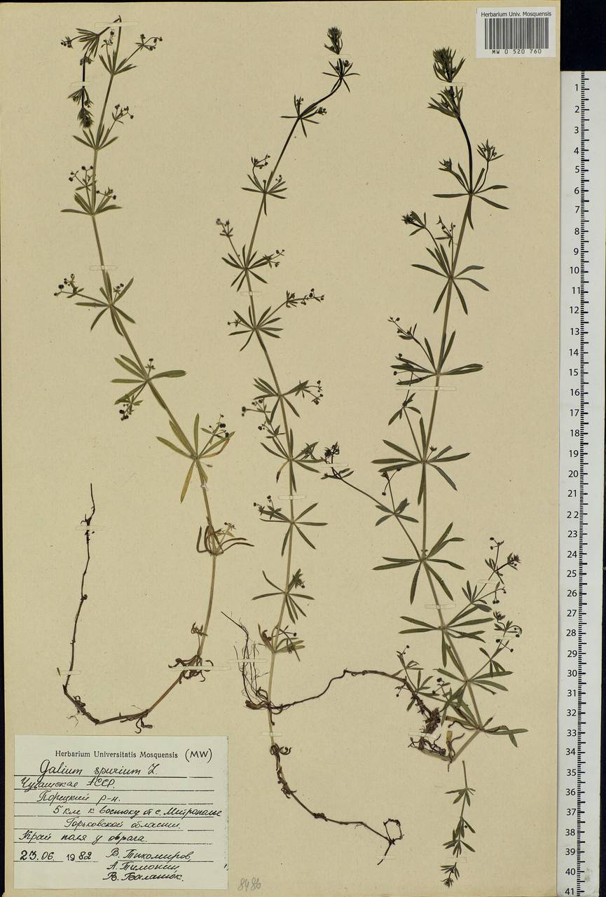 Galium spurium L., Eastern Europe, Middle Volga region (E8) (Russia)