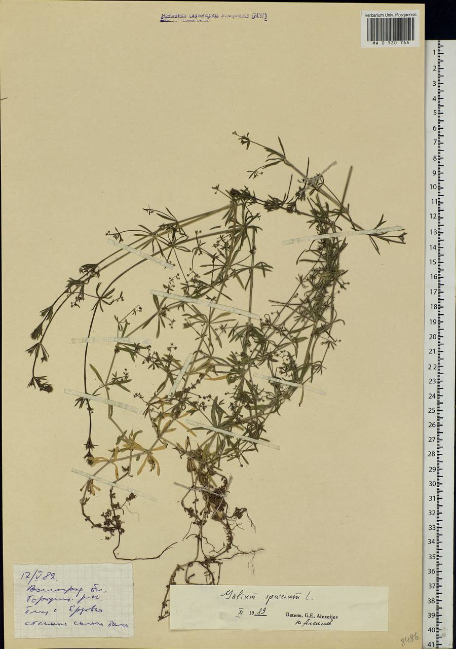Galium spurium L., Eastern Europe, Lower Volga region (E9) (Russia)