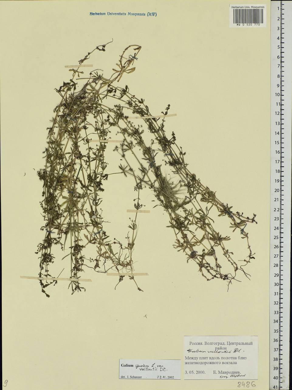 Galium spurium L., Eastern Europe, Lower Volga region (E9) (Russia)