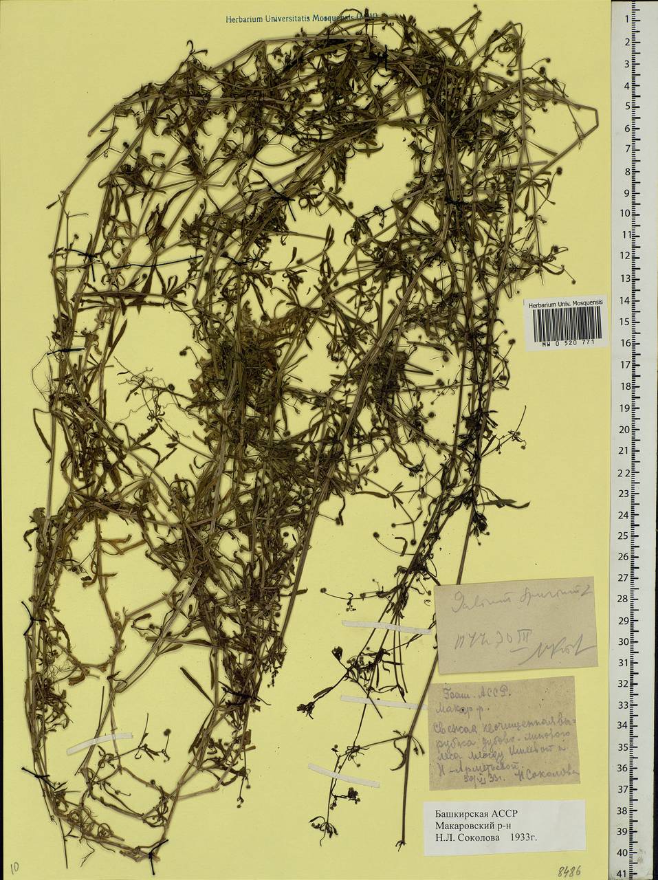 Galium spurium L., Eastern Europe, Eastern region (E10) (Russia)