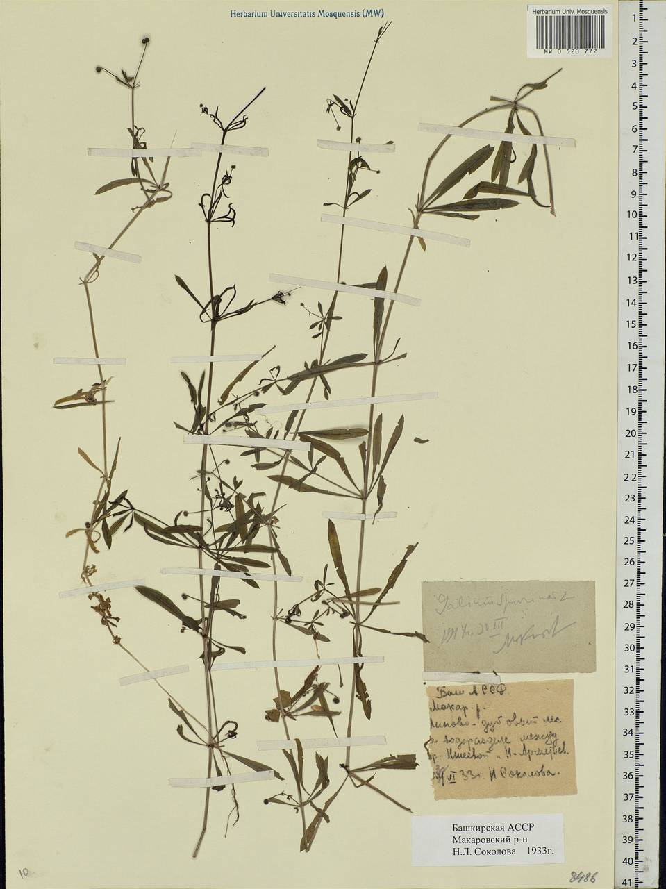 Galium spurium L., Eastern Europe, Eastern region (E10) (Russia)