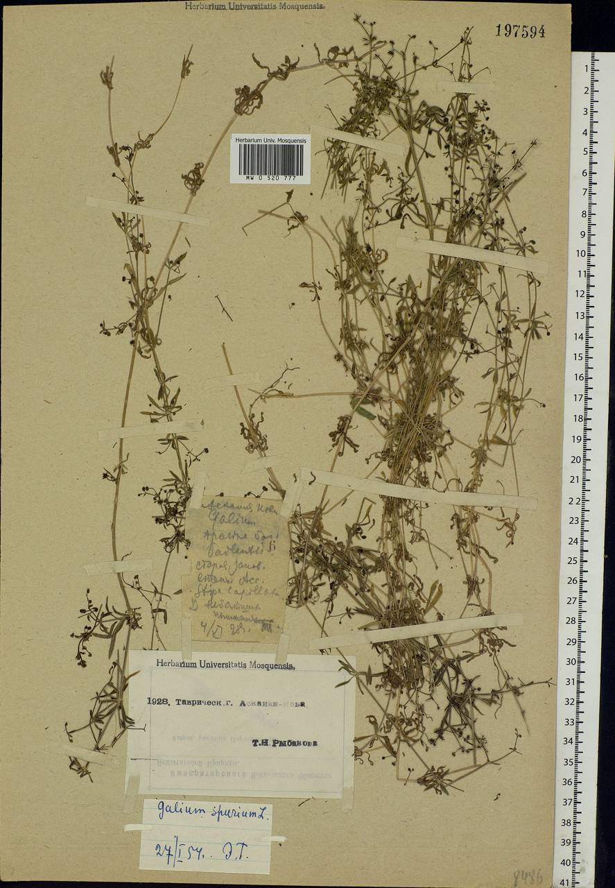 Galium spurium L., Eastern Europe, South Ukrainian region (E12) (Ukraine)