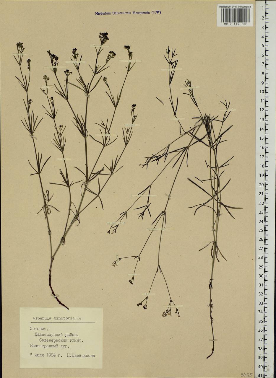 Asperula tinctoria L., Eastern Europe, Estonia (E2c) (Estonia)
