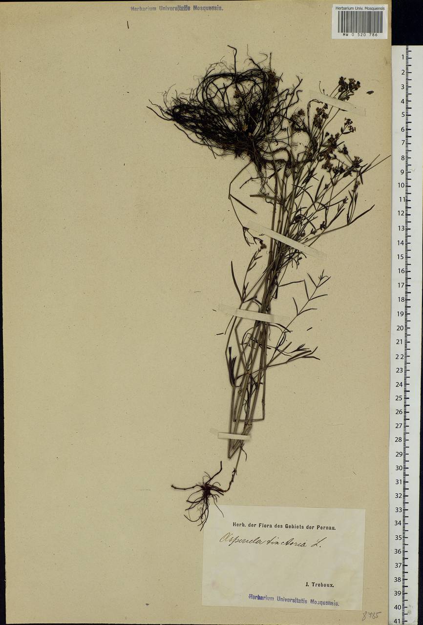 Cynanchica tinctoria (L.) Fourr., Eastern Europe, Estonia (E2c) (Estonia)