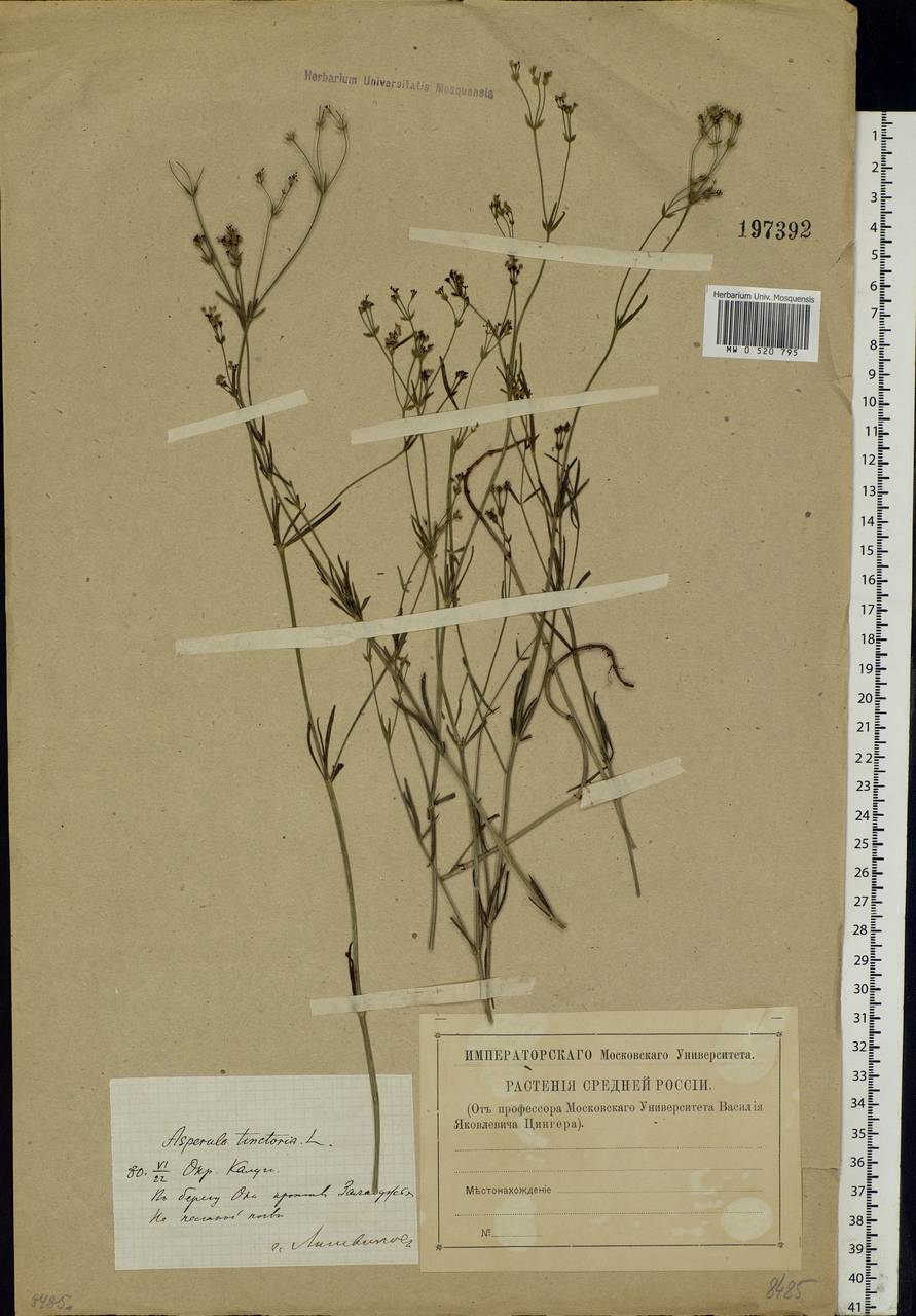 Cynanchica tinctoria (L.) Fourr., Eastern Europe, Central region (E4) (Russia)