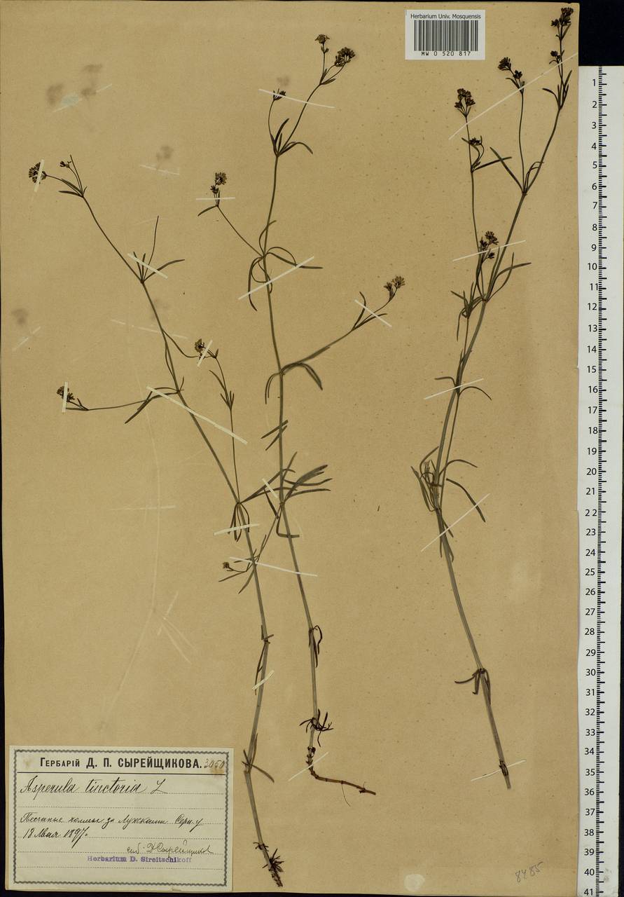 Asperula tinctoria L., Eastern Europe, Moscow region (E4a) (Russia)
