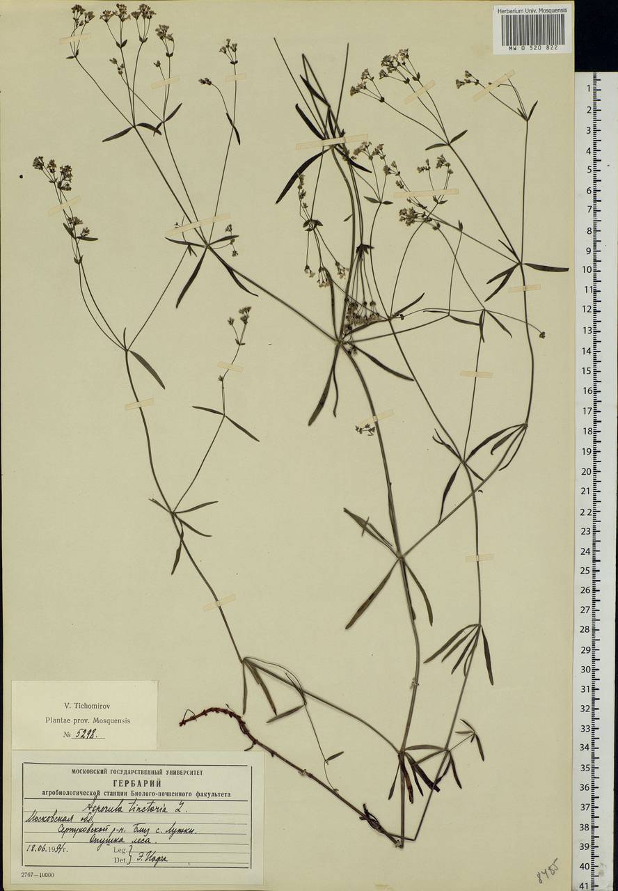 Asperula tinctoria L., Eastern Europe, Moscow region (E4a) (Russia)