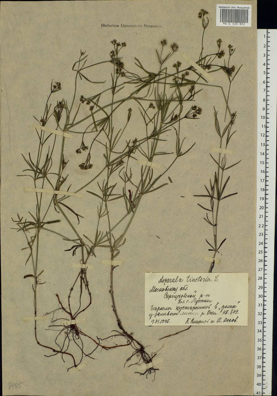 Cynanchica tinctoria (L.) Fourr., Eastern Europe, Moscow region (E4a) (Russia)