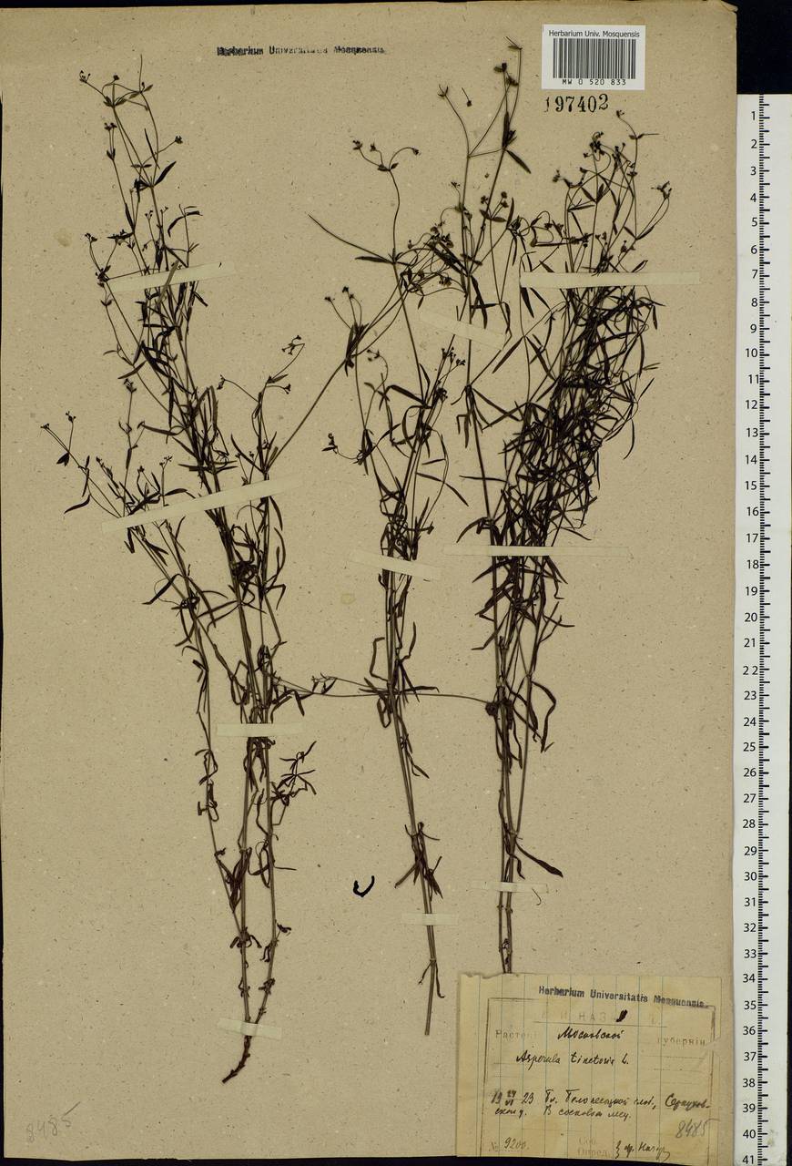 Asperula tinctoria L., Eastern Europe, Moscow region (E4a) (Russia)