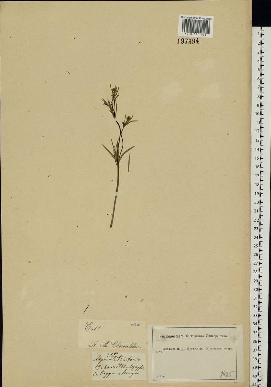 Cynanchica tinctoria (L.) Fourr., Eastern Europe, Moscow region (E4a) (Russia)