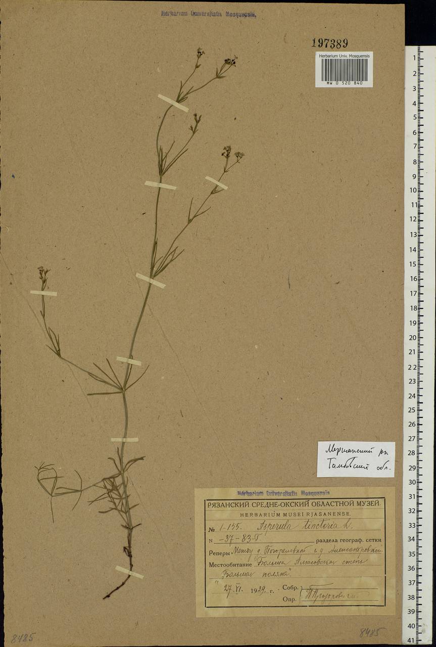 Cynanchica tinctoria (L.) Fourr., Eastern Europe, Central forest-and-steppe region (E6) (Russia)