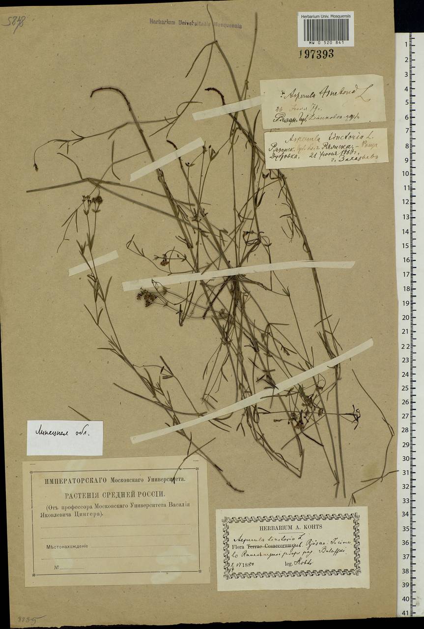 Asperula tinctoria L., Eastern Europe, Central forest-and-steppe region (E6) (Russia)