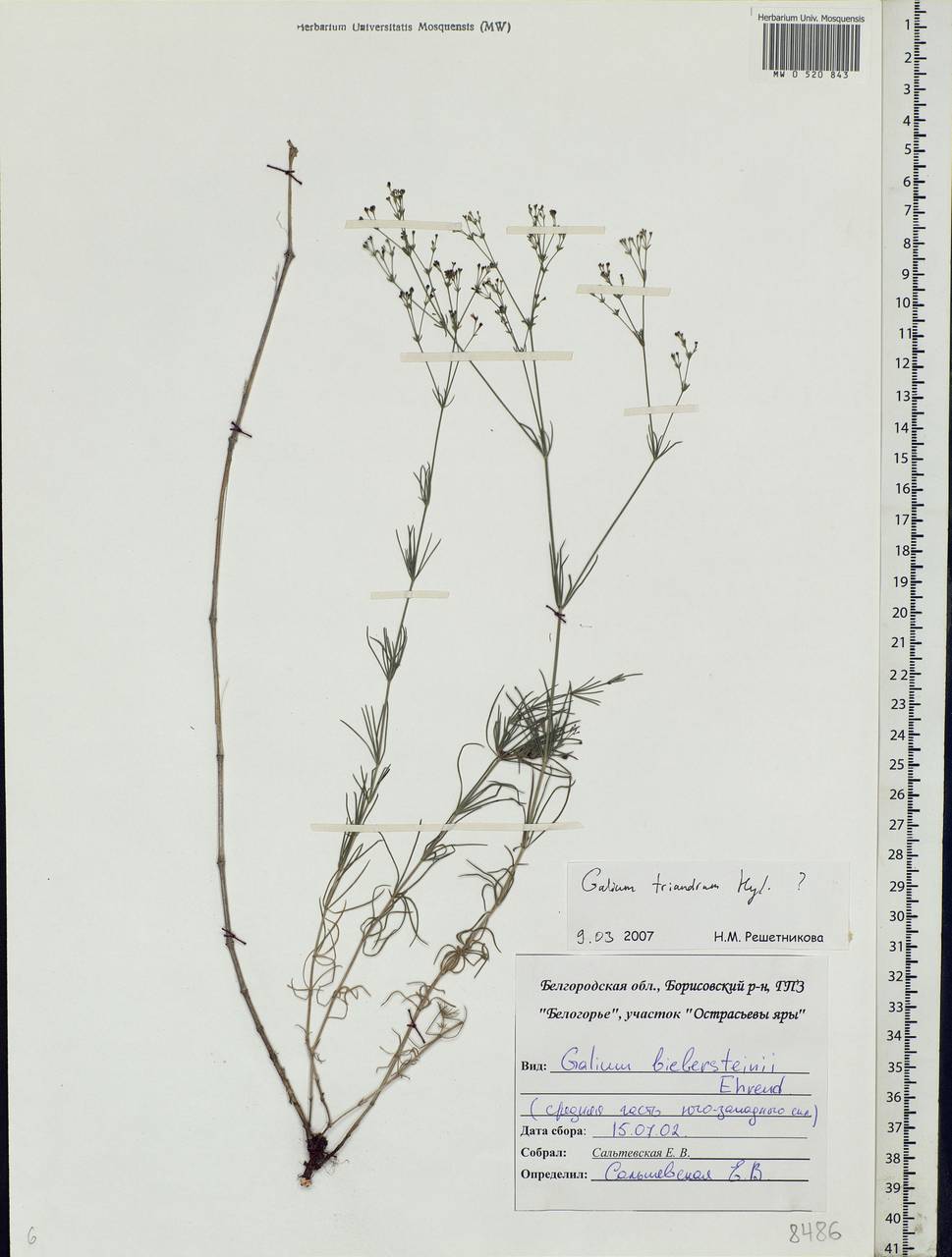 Asperula tinctoria L., Eastern Europe, Central forest-and-steppe region (E6) (Russia)