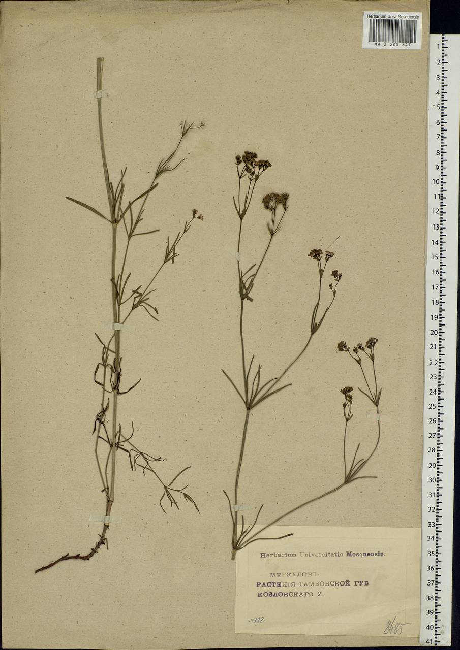 Asperula tinctoria L., Eastern Europe, Central forest-and-steppe region (E6) (Russia)