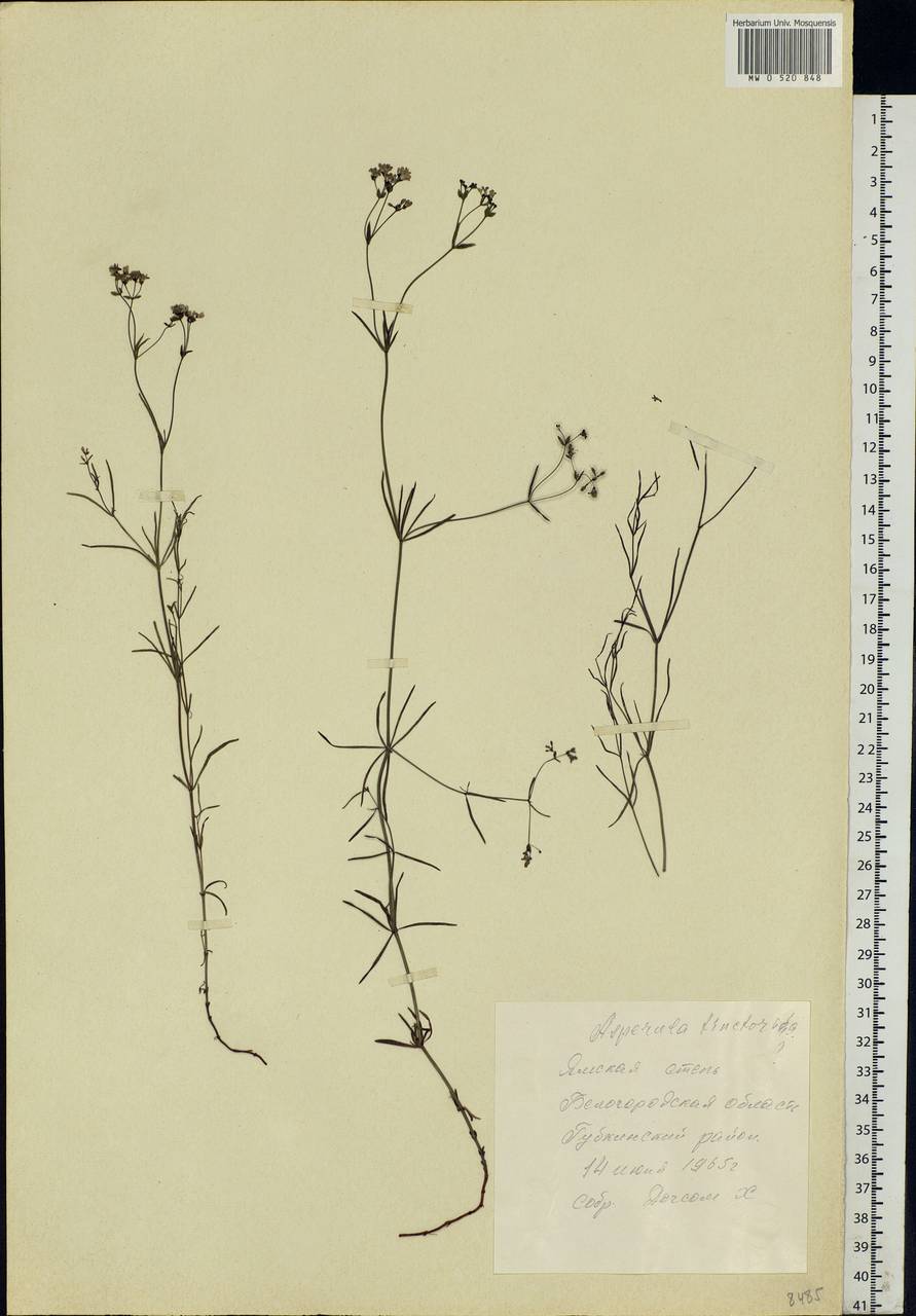 Asperula tinctoria L., Eastern Europe, Central forest-and-steppe region (E6) (Russia)