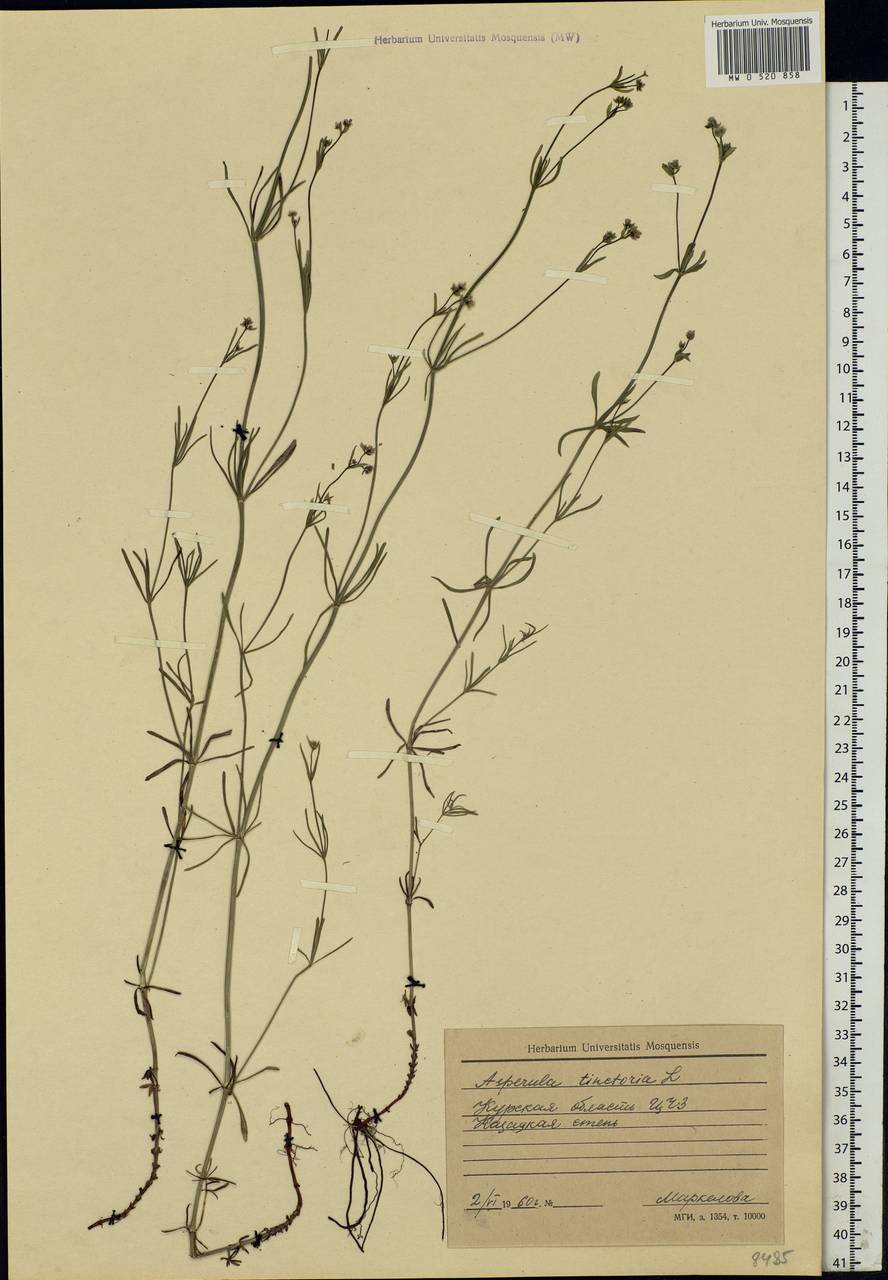 Asperula tinctoria L., Eastern Europe, Central forest-and-steppe region (E6) (Russia)